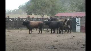 Encierro y aparte toros  Corralejas Cerete 2008  Ganaderia San Fermin [upl. by Whitver4]