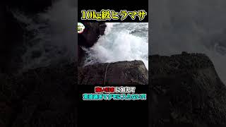 荒波に揉まれるヒラマサVS釣りよか shotrs 釣りよかでしょう 釣りよか fishing 10㎏級ヒラマサ [upl. by Black468]