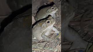 🐸 Sonoran Desert Toads 🌵The Bold Brothers Return [upl. by Lunnete]