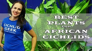 Top 3 Plants for the African Cichlid Tank [upl. by Eatnuhs]