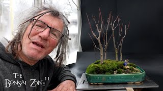 Pruning My Red Maple Penjing Firethorn and Korean Maple The Bonsai Zone Dec 2024 [upl. by Yrtneg]