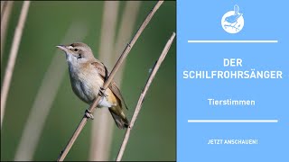 Vogelstimmen Der Schilfrohrsänger  Reed warbler  Acrocephalus schoenobaenus 4k [upl. by Ynohtn]