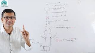 Alimentary Canal of Earthworm l Biology l Class 11 [upl. by Ahsinned]