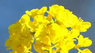 Beautiful Canola Flower Fields Landscape in CHINA [upl. by Vadnee]