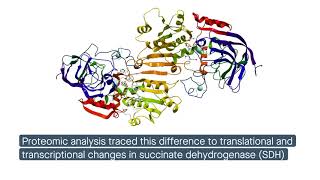 CAMKK2 regulates mitochondrial metabolism through succinate dehydrogenase [upl. by Kinimod]