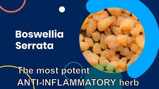 Indian Frankincense Boswellia Serrata Health Benefits for Inflammation Arthritis Asthma and Cancer [upl. by Annuahsal410]