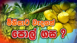 පොල් ගස ගැන ඔබ නොදත් දේ About coconut tree [upl. by Annairb168]