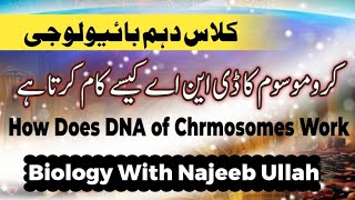 How Does DNA of Chromosomes Work I Class 10th Biology I Transcription I Translation I Working Of DNA [upl. by Lyndel]