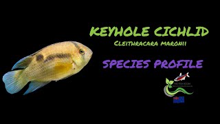 Keyhole Cichlid Care Guide [upl. by Tabshey931]