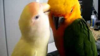 Jenday Conure and Lovebird Grooming [upl. by Truman]