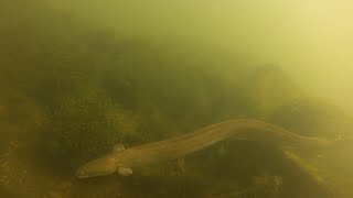 European Eel Anguilla anguilla Underwater UK [upl. by Aisylla]