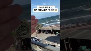 Uma Baleia Encalhada Na Praia 😱🐋 praia baleiajubarte baleias [upl. by Mandie233]