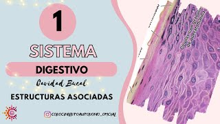 Sistema Digestivo I  Cavidad Bucal Estructuras Asociadas Resumido [upl. by Divine565]