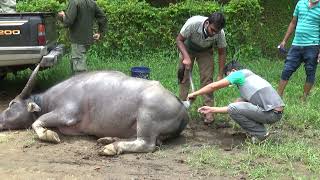 Removing and treating the cable that is stuck in the neck o the bull Bull fighting [upl. by Fronniah]