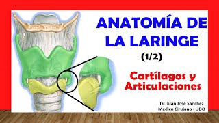 🥇 ANATOMÍA DE LA LARINGE 12 Cartílagos y Articulaciones Fácil Rápido y Sencillo [upl. by Friedman]