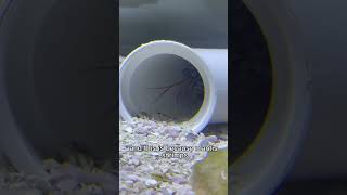 How to set up a MANTIS SHRIMP tank [upl. by Cirdek840]