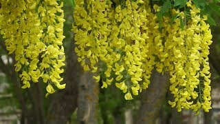 Экзотическое растение Бобовник Лабурнум Золотой дождьExotic plant Laburnum Golden Rain [upl. by Pompei]