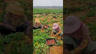 Sweet Yam Harvest Season – Fresh from the Earth shorts agriculture [upl. by Esmond]