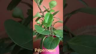 Peperomia obtusifolia plant care [upl. by Malley]