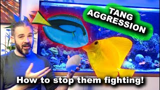 Tang Aggression  How to stop them fighting [upl. by Emmye]