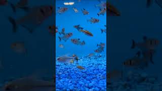 Why You NEED The Black Phantom Tetra shorts fishkeeper fishtank fish aquarium aquariumfish [upl. by Adriana]