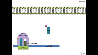 Tetracyclines  Mechanism of Action [upl. by Htiekel]