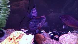 Jack Dempsey Cichlid Fight [upl. by Trevar]