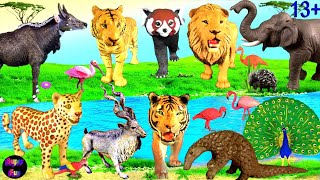 Big Cat Week Animals Lion Tiger Leopard Elephant Red Panda Pangolin Nilgai Markhor 13 [upl. by Sibylle]