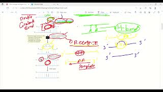 DNA Damage and Repair  Molecular Biology  Biochemistry  First aid lecturesLec11 drjamilectures [upl. by Ariuqahs582]