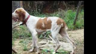 Bracco Italiano running Fiona 6 meses REAL RACE  Dog X Horse [upl. by Durwin]