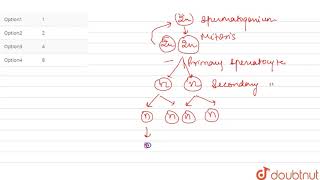 During spermatogenesis how many spermatozoa are formed from a single primary spermatocyte [upl. by Haliehs]