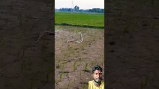 Nag Nagin Khet me shorts viral [upl. by Quiteria]