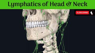 Lymphatics of Head and Neck  Deep Cervical  Outer Circle  Inner Circle  Area of Drainage [upl. by Zsa Zsa]