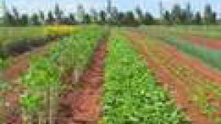 USKenyan Farm Project Helps HIVAIDS Sufferers [upl. by Eemaj]