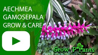 Aechmea gamosepala  grow amp care Blue rain plant [upl. by Charisse]