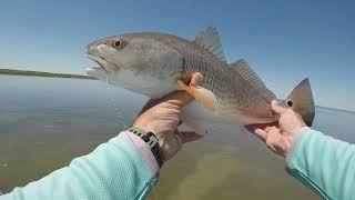 Crazy Claw Crab Flyfishing it [upl. by Mathe]