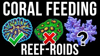 Feeding Corals Reef Roids  Will They Eat [upl. by Snej]