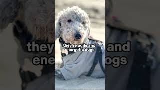 Bedlington Terriers lamb like appearance bedlingtonterrier england dogs [upl. by Ivetts207]