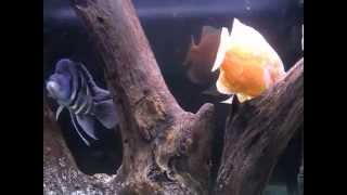 Aquarium life Part  12 Frontosa and oscar African and American cichlids aquarium care [upl. by Veneaux114]