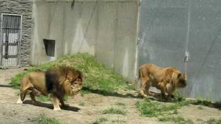 Lwy w Krakowskim ZOO Lions in the Cracow ZOO  Panthera leo [upl. by Lebyram]