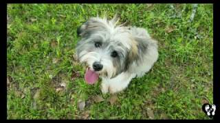 4 month Schnoodle puppy Ruger learning basic obedience with Houston dog training [upl. by Alyosha452]