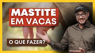 MASTITE em vacas  O que fazer prevenir [upl. by Scarlet]