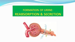 4 Reabsorption secretion Part I [upl. by Nairbal862]