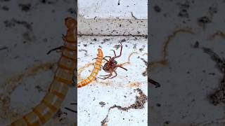 Noble False Widow Steatoda nobilis Preys on a Mealworm [upl. by Nosiddam828]