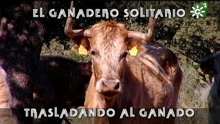 Toros de Justo Barba ganadero solitario trasladando ganado becerros  Toros desde Andalucía [upl. by Hedvah]