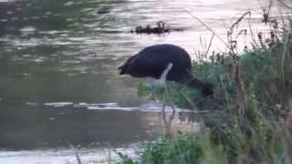 Zwarte Ooievaar  Ciconia nigra  Rode Beekdal Noord Schinveld  20 aug 2014 part 1 [upl. by Iana]