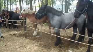 Pferdemarkt ZUIDLAREN PaardenmarktPferdeHolland 2015 NL Teil 1 [upl. by Lemon]