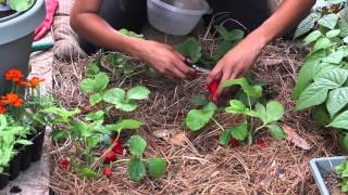 How to Know When Strawberries Are Ripe to Pick  The Chefs Garden [upl. by Soisatsana]