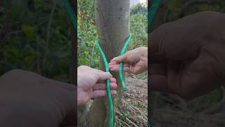 How to Tie a Simple Sturdy Knot for Your Camping Adventures [upl. by Xuerd]