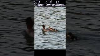 Merganser Ducklings [upl. by Marfe96]